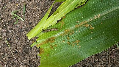 Crop-eating armyworm marches on to Angola
