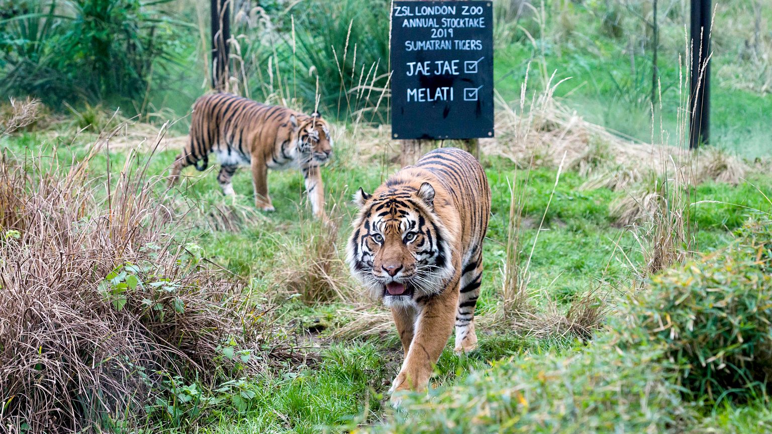 Annual Stocktake At London Zoo
