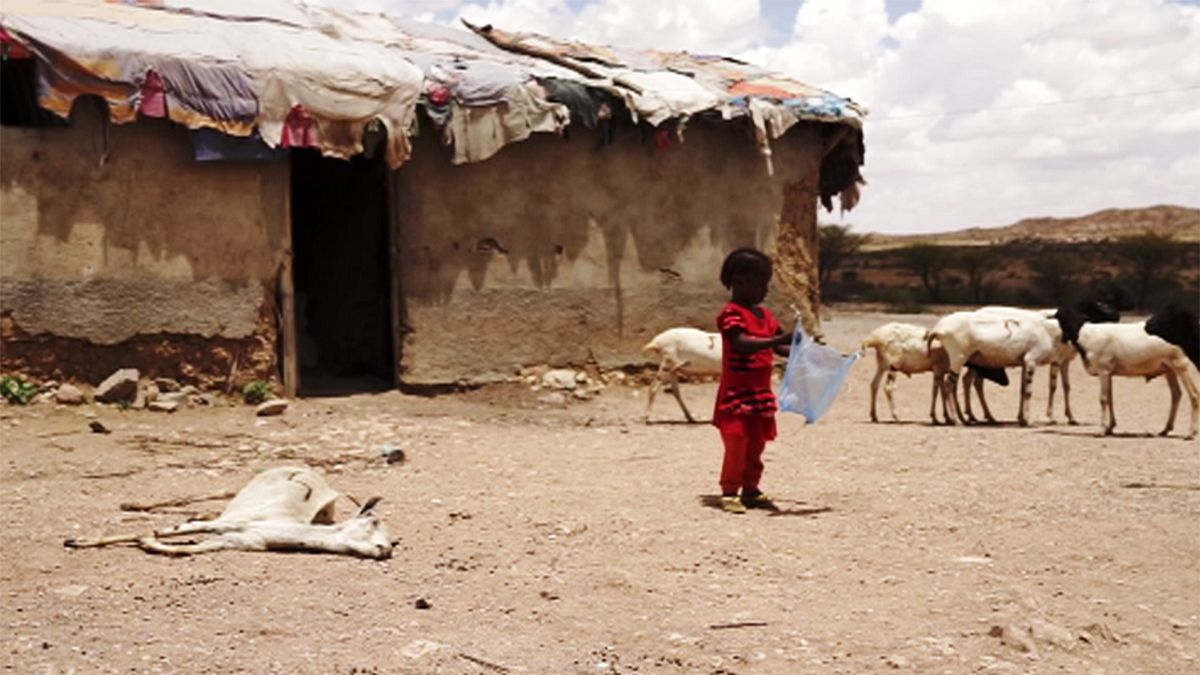 Somaliland: Kuraklıktan kaçan halk kıtlıkla karşı karşıya