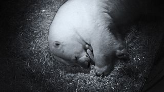 خرس قطبی ۱۶ ساله دو قلو به دنیا آورد