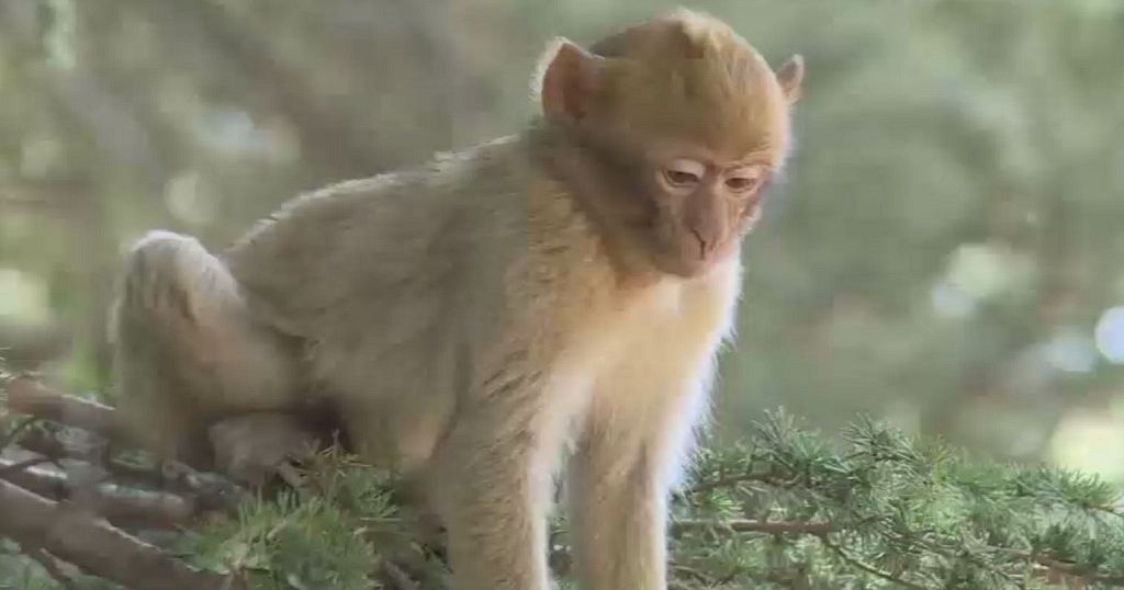 Moroccan activists move to save endangered short-tailed monkeys