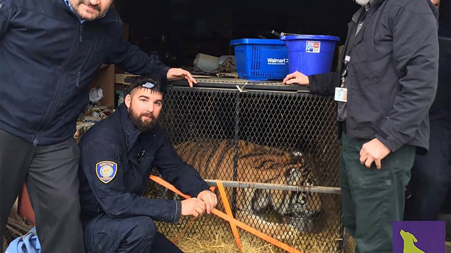 Image: Tiger