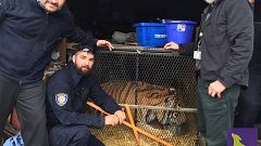 Image: Tiger