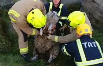 West Yorkshire: Schaf Dolly aus Felsspalte gerettet