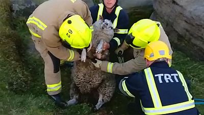 UK: firefighters rescue a sheep wedged between rocks