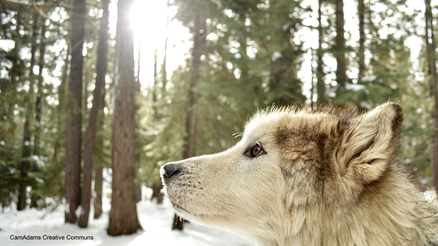 Internet-Hype: Erstes Wolfspärchen in Dänemark seit 200 Jahren?