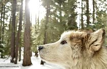 Internet-Hype: Erstes Wolfspärchen in Dänemark seit 200 Jahren?