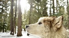 Internet-Hype: Erstes Wolfspärchen in Dänemark seit 200 Jahren?