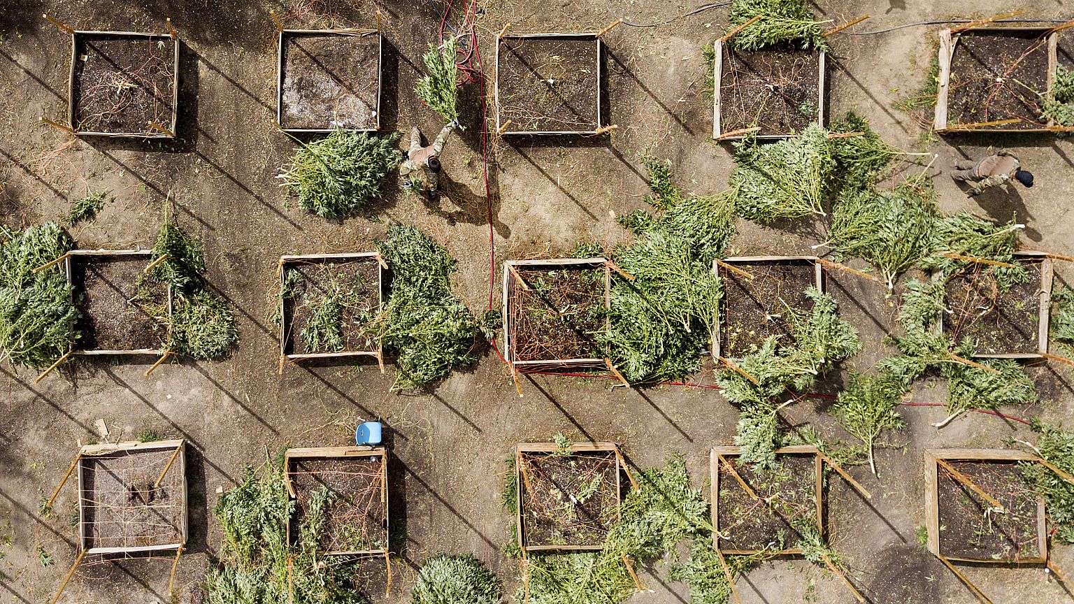 California governor targets illegal pot farms, says many 'run by the cartels'
