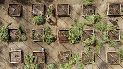 California governor targets illegal pot farms, says many 'run by the cartels'