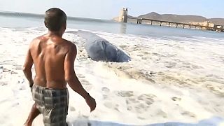 إنقاذ حوت أبيض جنحَ إلى شاطئ في المكسيك