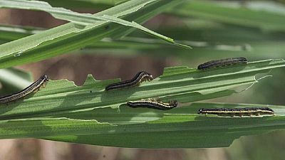 Armyworm invasion: Ghana declares Agric 'state of emergency'