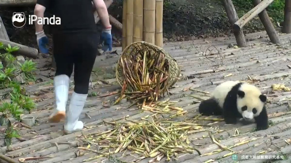 [شاهد] دببة الباندا المشاغبة في الصين