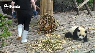 [شاهد] دببة الباندا المشاغبة في الصين