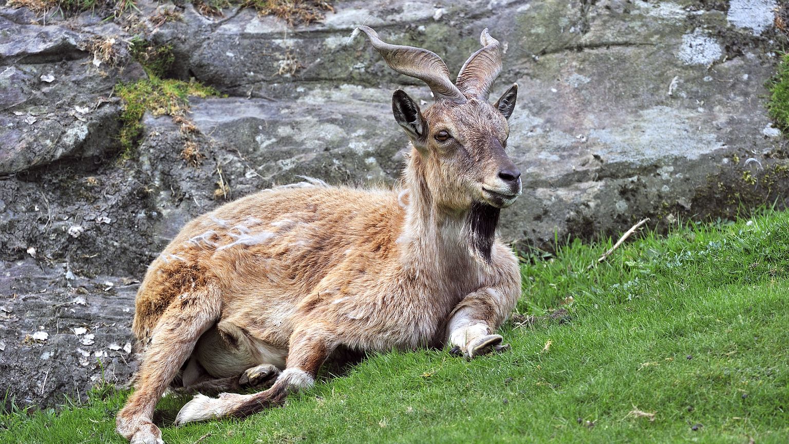 Markhor