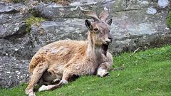 Markhor