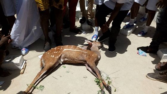 Ghana S Deer Hunting Festival Celebrated In Winneba Africanews