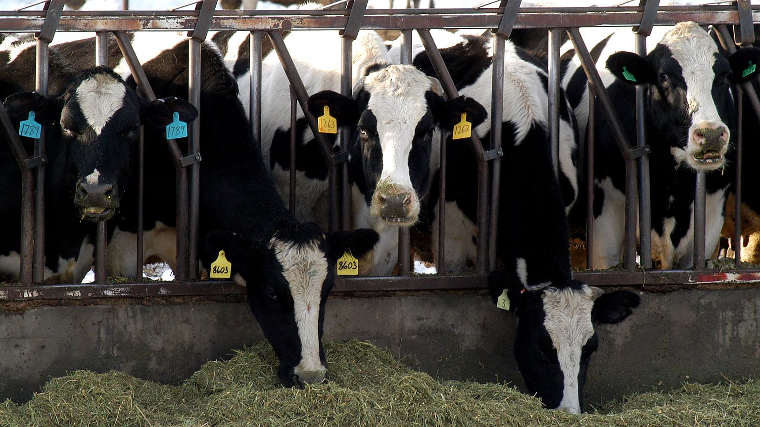Image: Washington State Dairy Cows