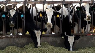 Image: Washington State Dairy Cows