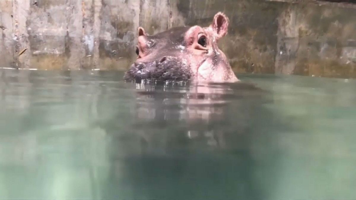 جاموس البحر حين يتعلم السباحة لتحقيق توازنه