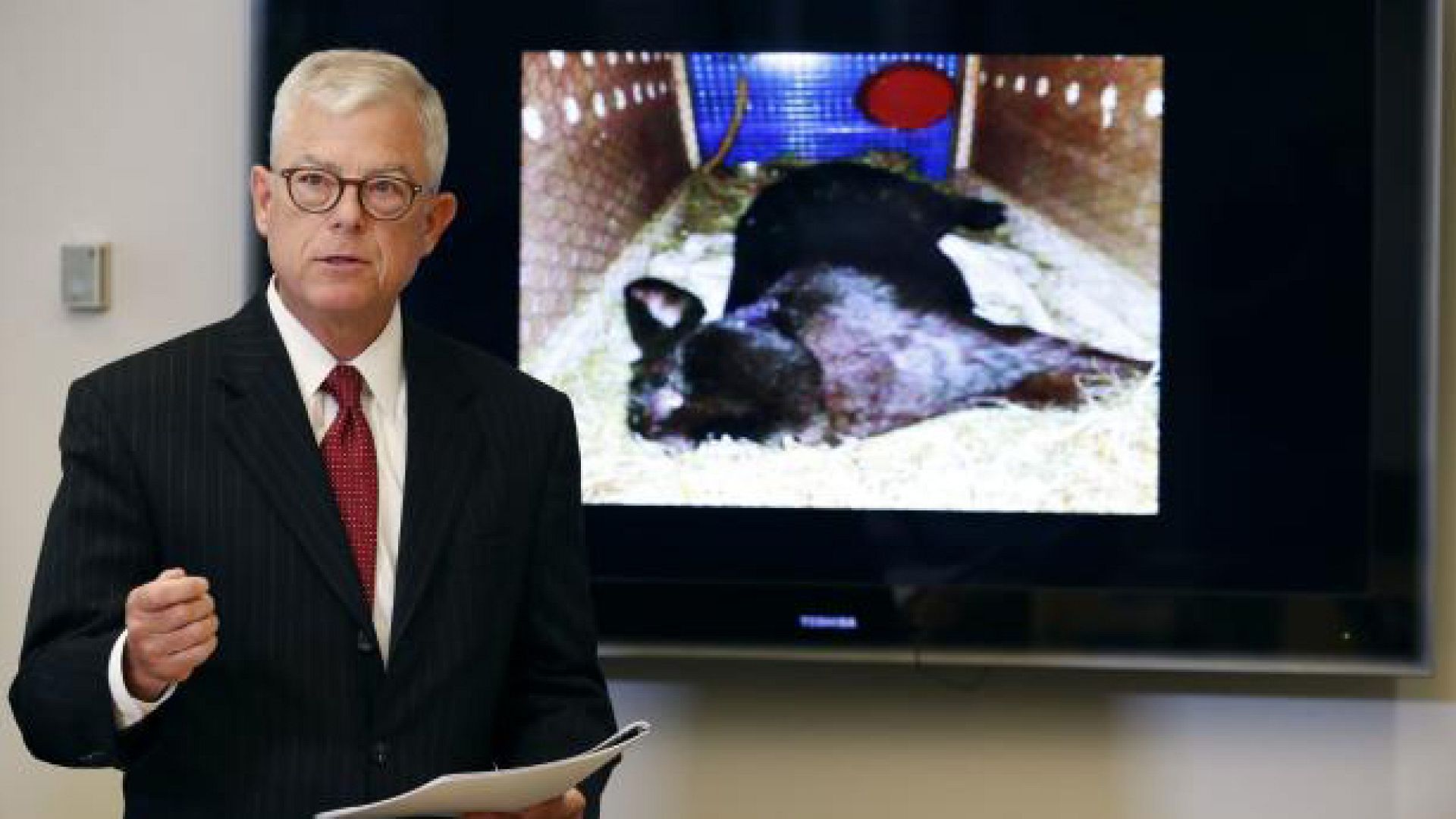 United Airlines Owners of giant dead rabbit suspect foul play Euronews