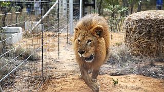 Escape from Kruger park: 5 South African lions located