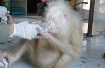 Ινδονησία: Σπάνιος αλμπίνος ουρακοτάγκος αναρρώνει