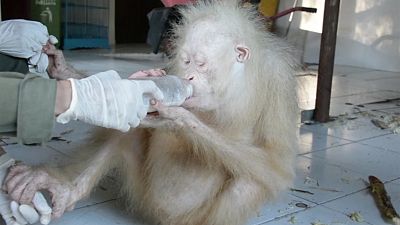 Indonesia: Rare albino orangutan recovering