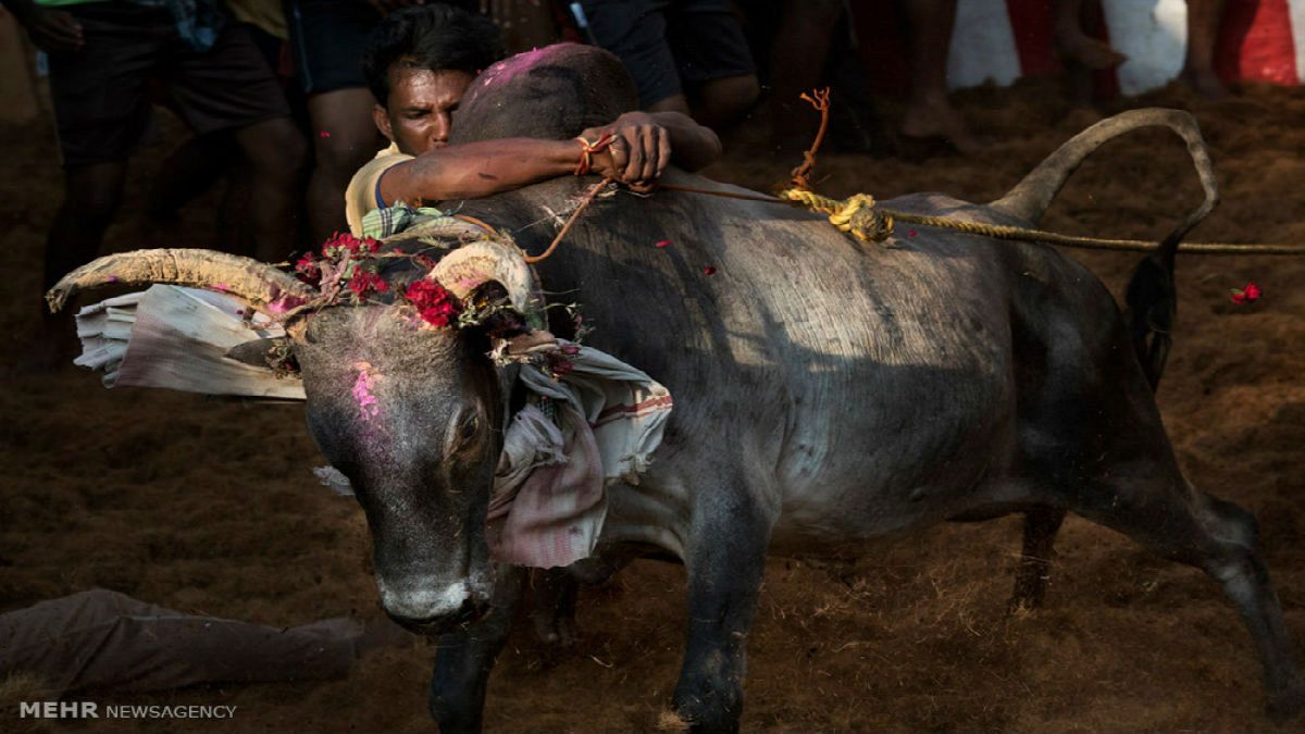 تلاش گروهی از شیعیان هندی در جلوگیری از ذبح گاو