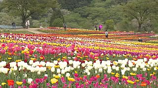 تفتح أزهار التوليب في اليابان