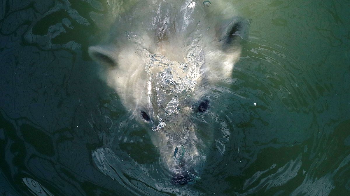 Copenhagen Zoo polar bear given dental surgery
