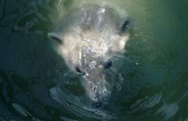 Copenhagen Zoo polar bear given dental surgery
