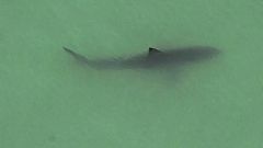 15 large great white sharks spotted near CA paddleboarders