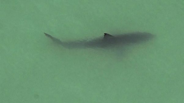 15 large great white sharks spotted near CA paddleboarders 15 large great white sharks spotted near CA paddleboarders