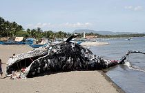 Dead whale sculpture raises awareness on plastic waste