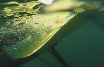 Unterwasser-Drachen soll Strom erzeugen