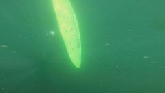 Takeaway: deep green