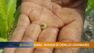 Ghana : invasion de chenilles