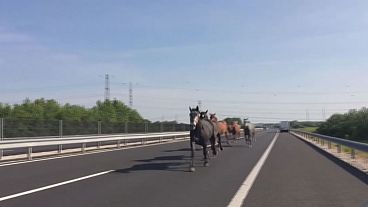 Pferde auf der Autobahn