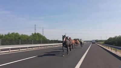 Уступите дорогу: табун лошадей на шоссе в Будапеште