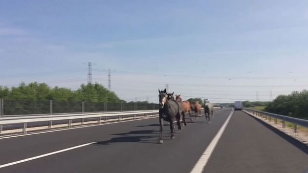 Lovak az autópályán Lovak az autópályán