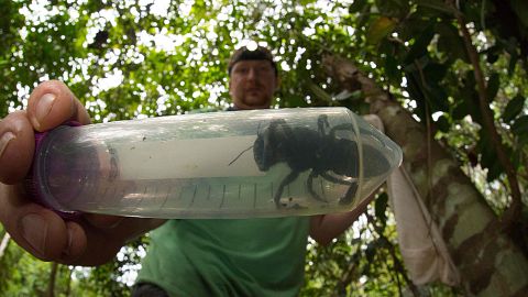 Image: INDONESIA-NATURE-ENVIRONMENT-ANIMAL-BEE