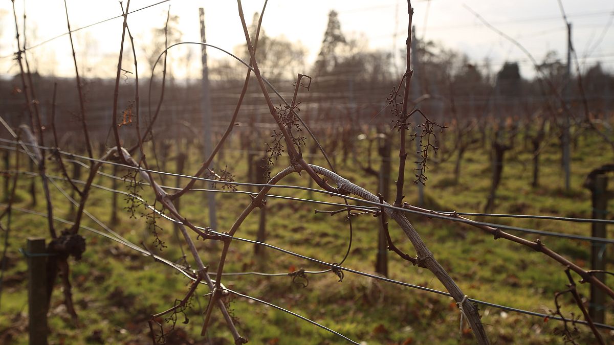 Image: Plumpton College's vineyard in Scaynes Hill, England