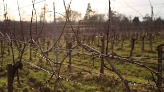 Image: Plumpton College's vineyard in Scaynes Hill, England