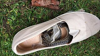 Woman finds python hiding in her shoe after trip to Australia