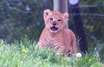 Le lionceau "Bahati" fait son show au zoo de Dallas