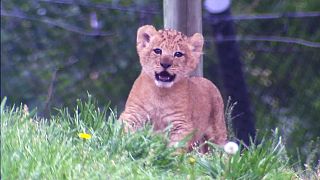 Goldiges Löwenbaby zeigt sich Besuchern