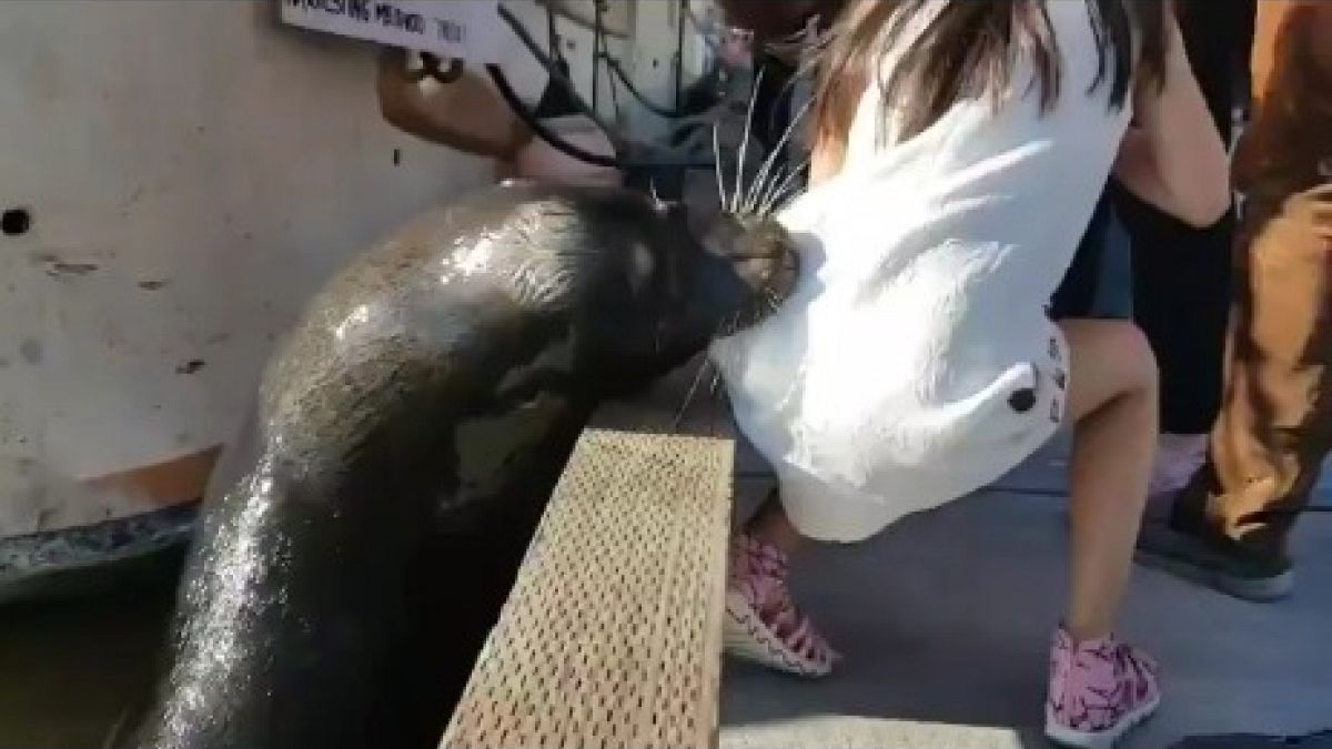 أسد البحر يختطف طفلة ويهرب بها تحت الماء