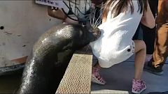 Schockvideo mit 1,7 Mio Klicks: Seelöwe attackiert Mädchen