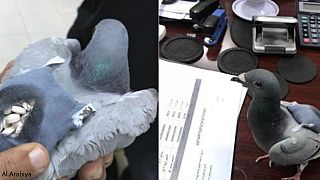 کبوتر قاچاقچی در کویت توقیف شد